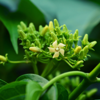 Gymnema Sylvestre